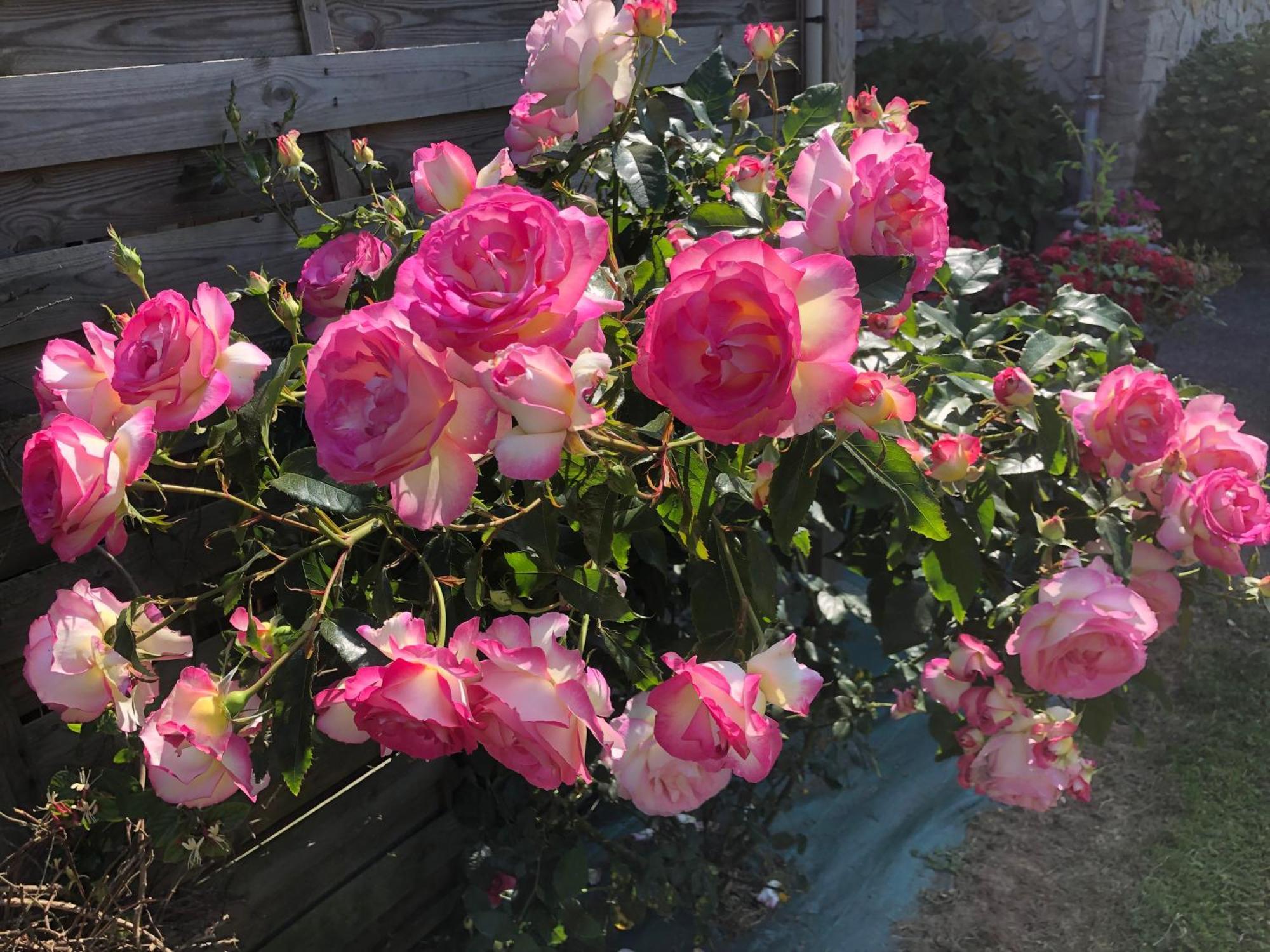 Grand-Fougeray Les Hortensias מראה חיצוני תמונה